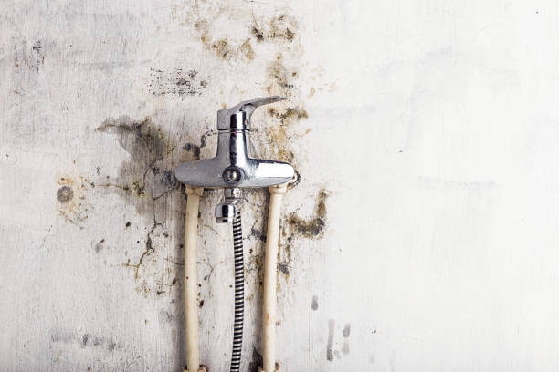 Best Emergency Mold Remediation in Mount Morris, IL