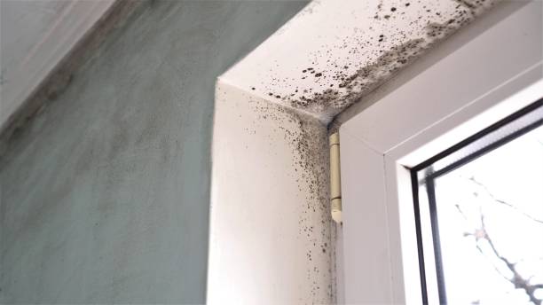 Best Black Mold Remediation in Mount Morris, IL