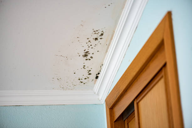 Best Basement Mold Remediation in Mount Morris, IL