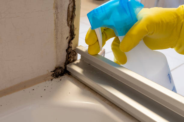 Best Kitchen Mold Remediation in Mount Morris, IL