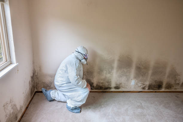 Best DIY Mold Remediation Support Services in Mount Morris, IL