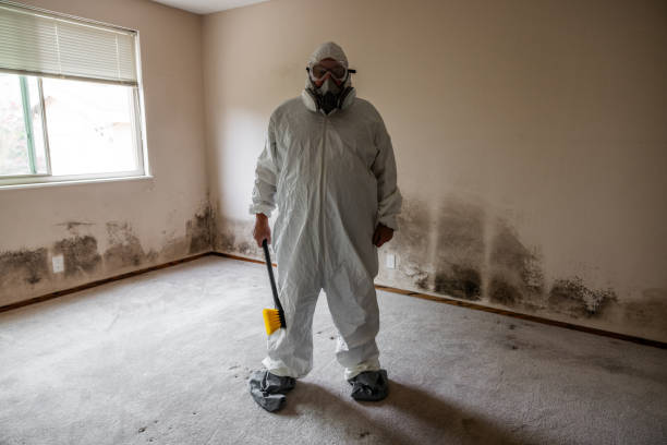 Best Attic Mold Remediation in Mount Morris, IL