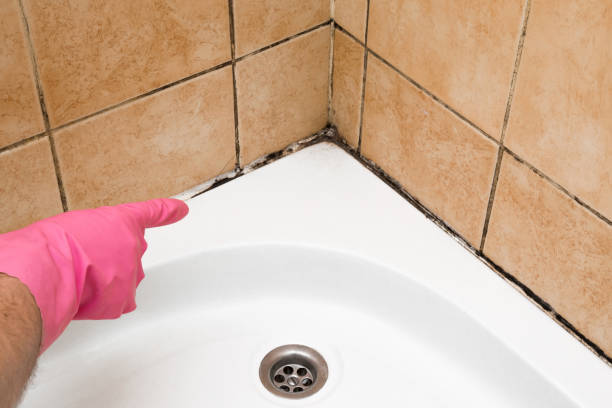 Best Black Mold Remediation in Mount Morris, IL